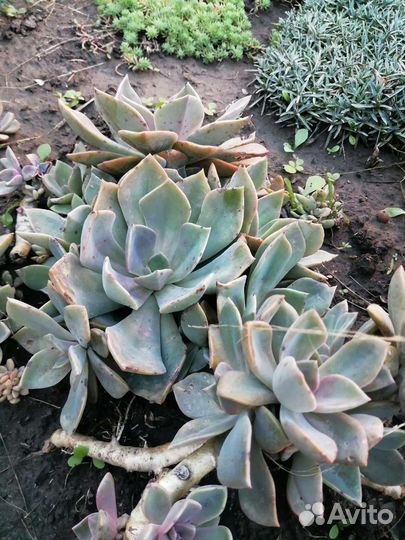 Суккуленты