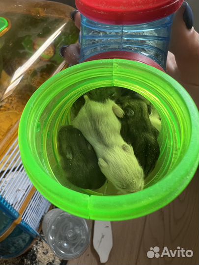 Хомяки Джунгарские