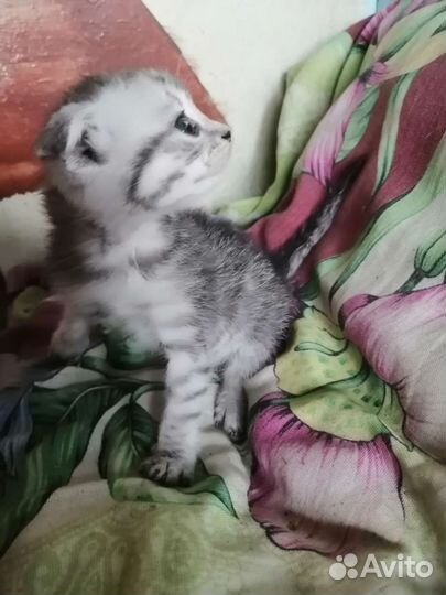 Шотландские котята