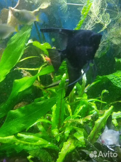 Аквариумные рыбки