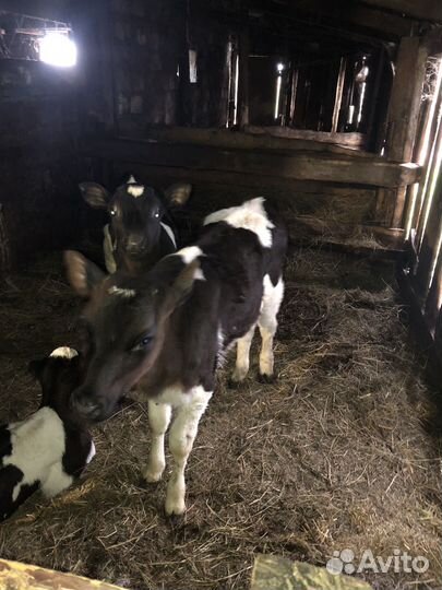 Тёлки 3 месяца и 1,5 месяца