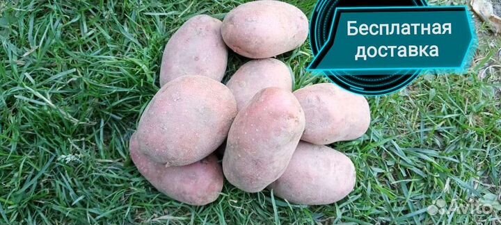 Продам картофель с доставкой