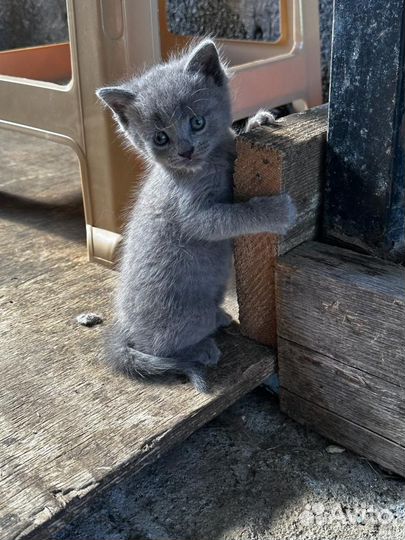 Котята мейн-кун бесплатно