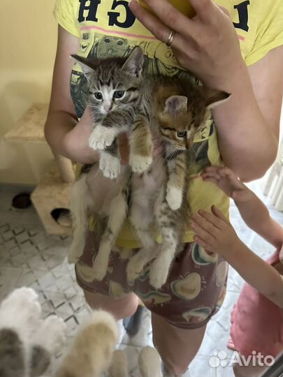 Котята подкидыши