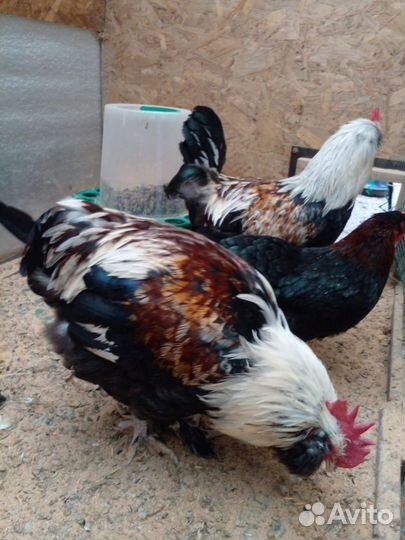 Петухи фавероль