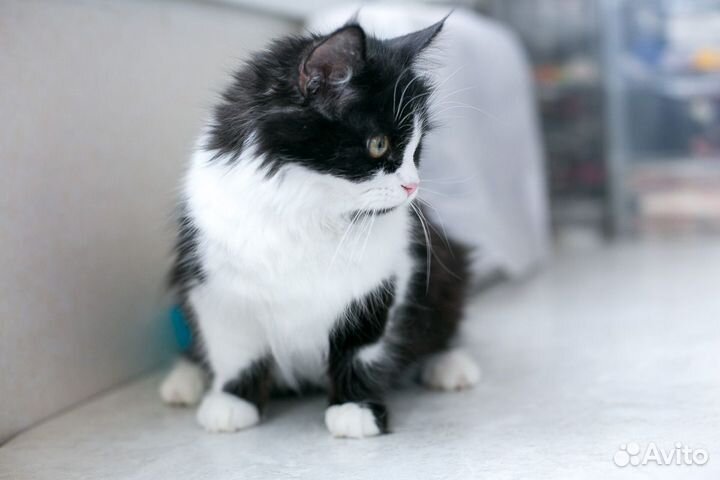 Котенок Молли