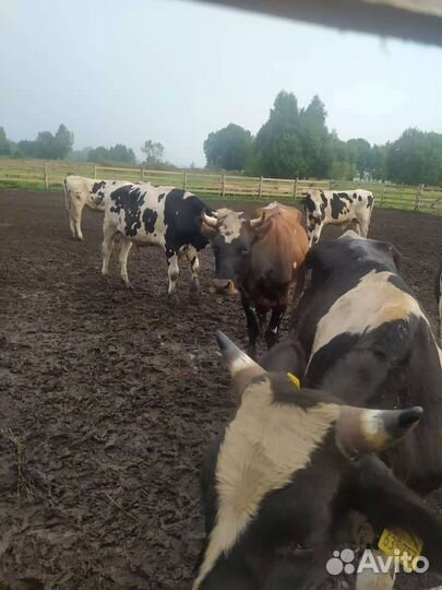 Быки и корова