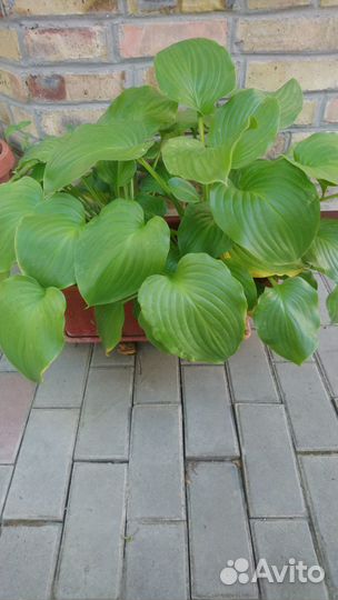 Хоста «Королевская»