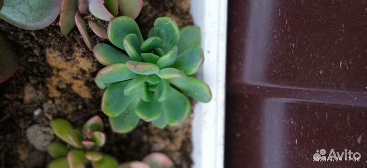 Суккуленты