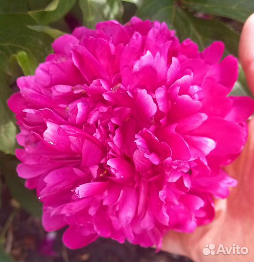 Пионы саженцы