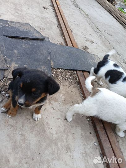 Собаки щенки