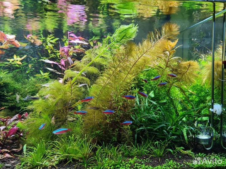 Аквариумные растения Нимфея вк