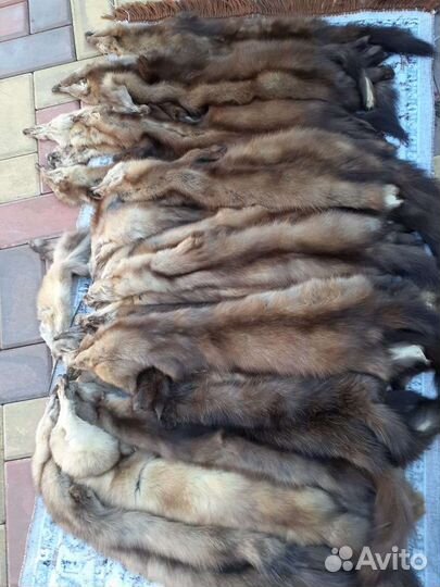 Шкуры соболя