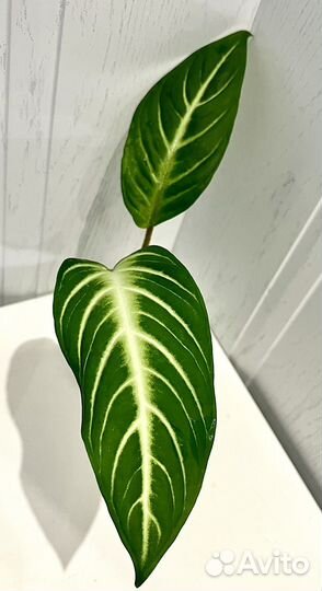 Ксантозома линдена