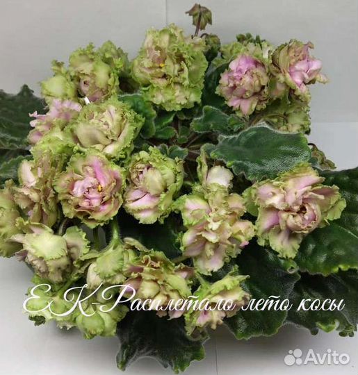 Фиалки сортовые