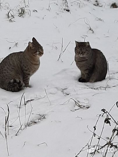 Кошки