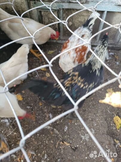 Куры молодки