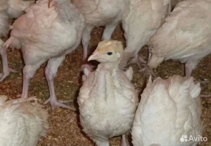 Индюшата Биг 6