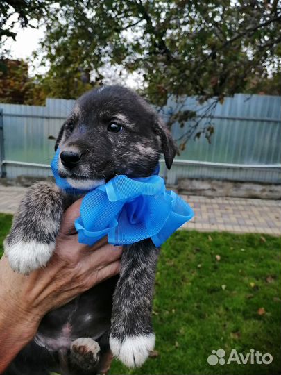Кобель малыш