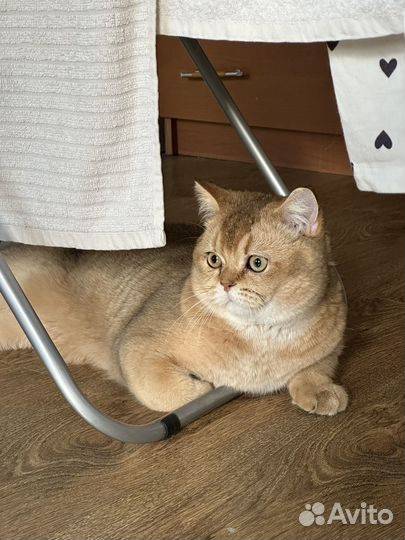 Кот вязка шотландская золотая шиншилла