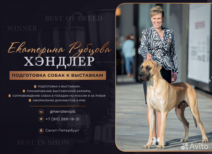 Подготовка собак к выставкам. Услуги хендлера