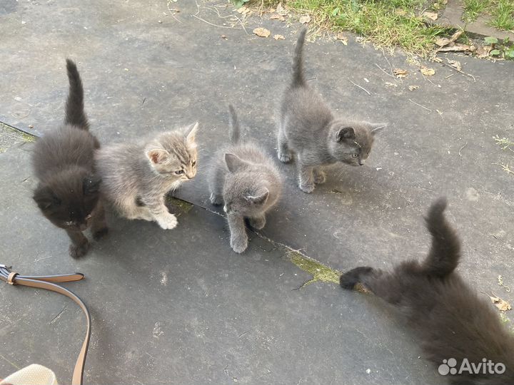 Котята отдам бесплатно
