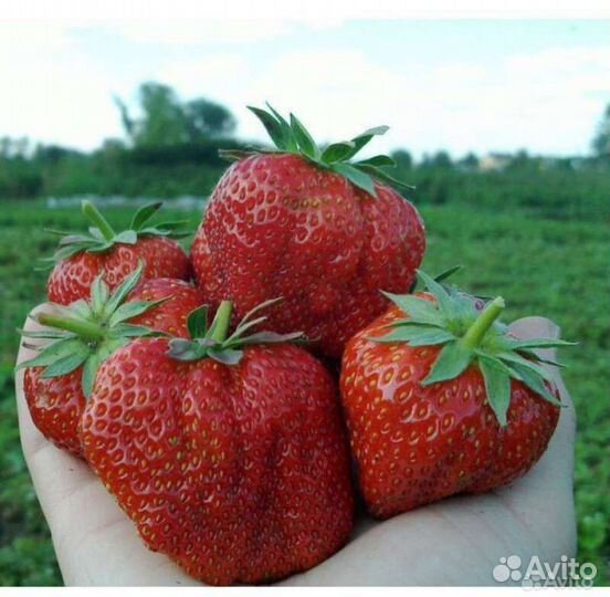 Рассада клубники азия и Екатерина