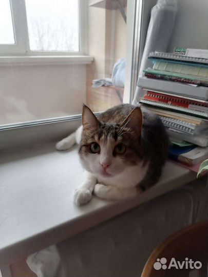 Кошка в добрые руки