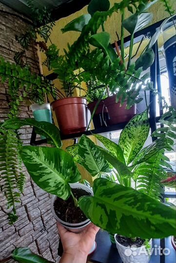 Комнатные растения.Обновлен 28.06