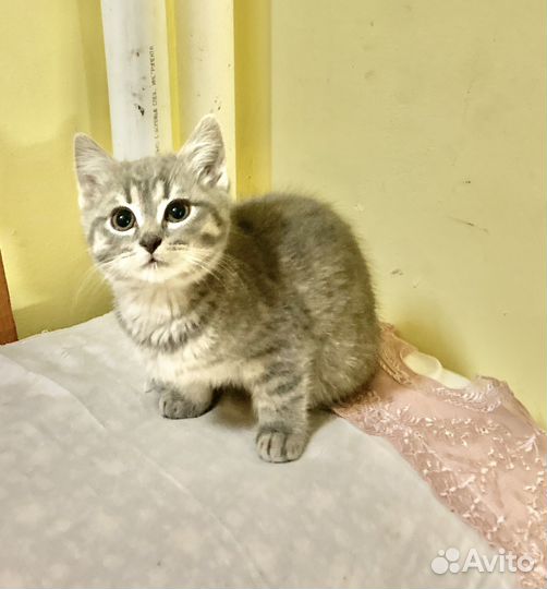 Котята 2 месяца