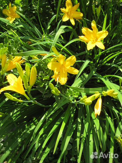 Лилейники, астильбы Зеленоград