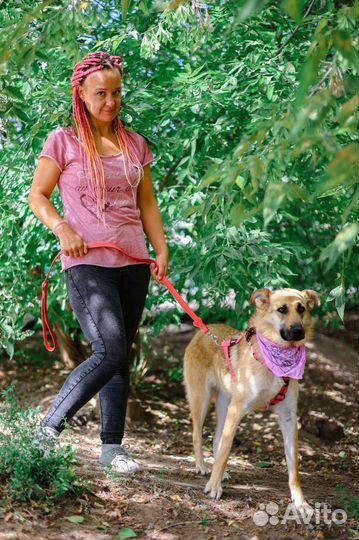 Возьми друга из приюта