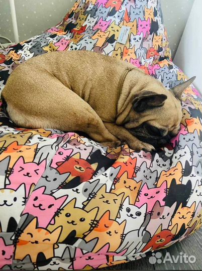 Французский бульдог отдам в добрые руки