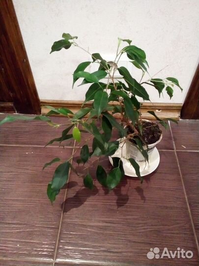 Фикус бенджамина