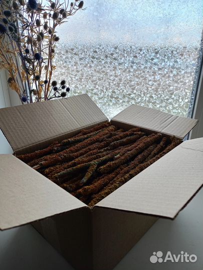 Лишайник Ксантория