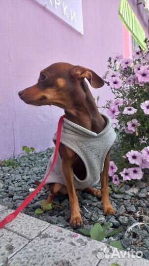 Ищу любящую семью