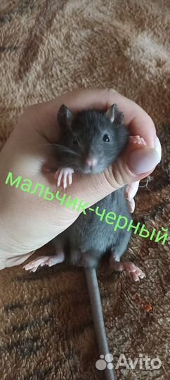 Крыса дамбо