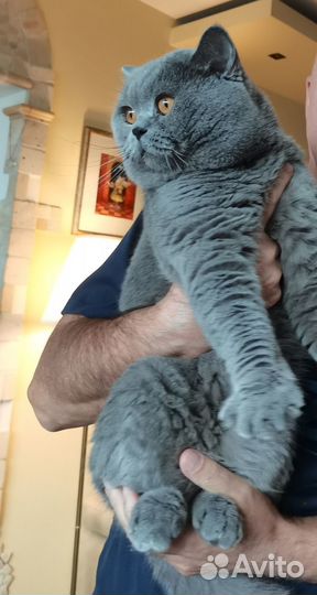 Вязка за котенка