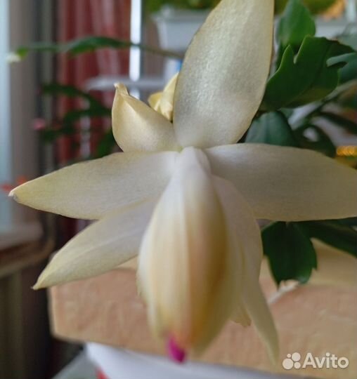 Декабрист шлюмбергера