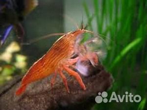 Креветка фильтровальщик