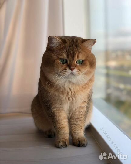 Клубный британец золотая шиншилла