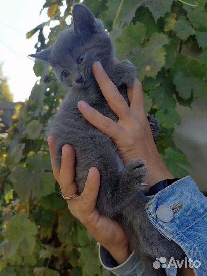 Кошка в дар бесплатно
