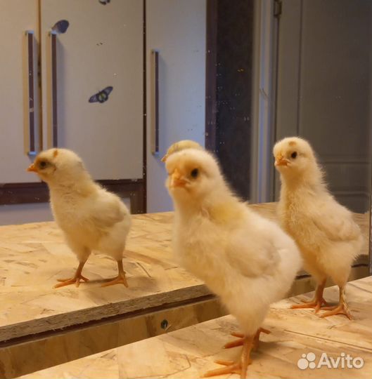 Цыплята микс пород