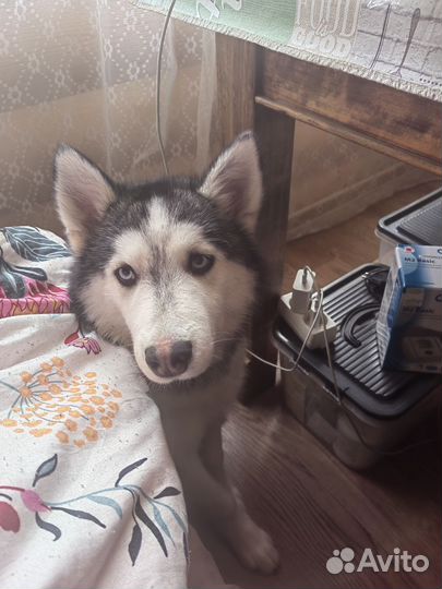 Щенки хаски