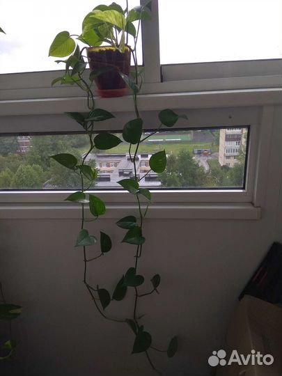 Сциндапсусы, комнатная быстрорастущая лиана