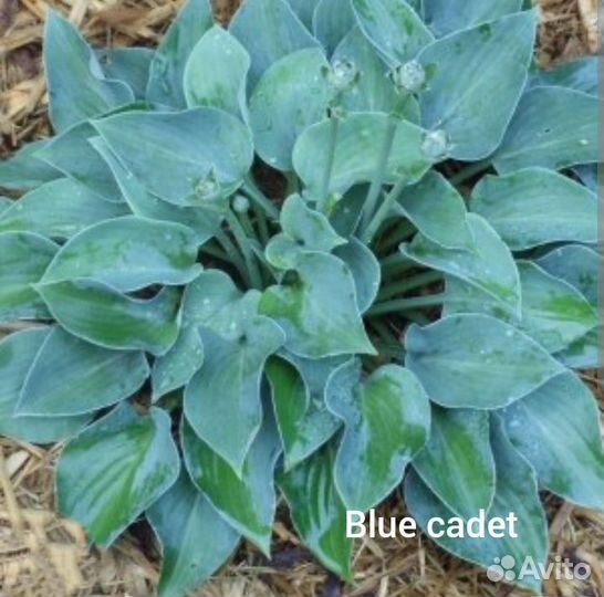 Хоста Блю кадет