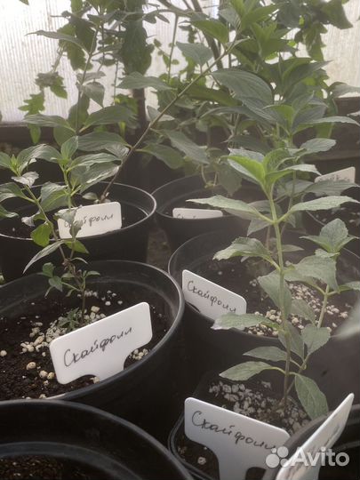 Гортензия Скайфолл