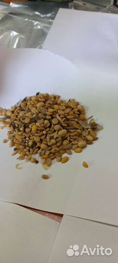 Продам пшеницу овес.ячмень.кукурузу.просо.жмых