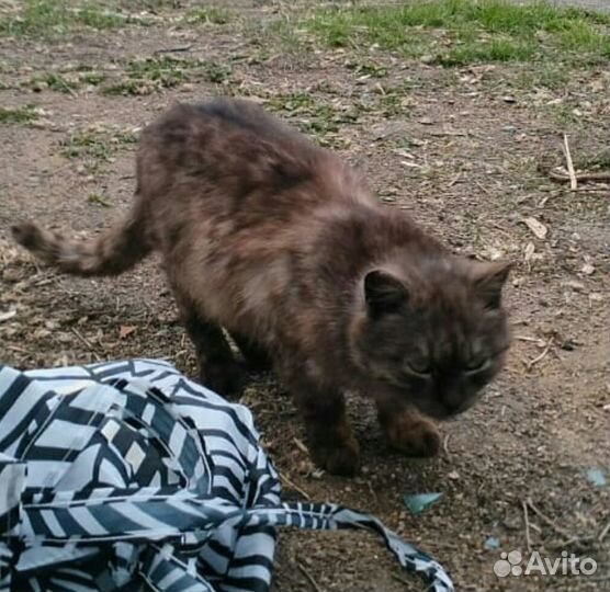 Шикарные стерилизованные кошки мышеловки