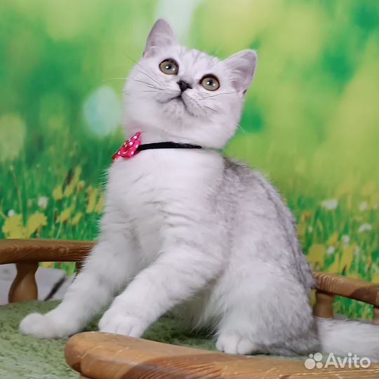 Британская шиншилла девочка